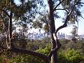 Brisbane from Mt Coot-tha Botanic Gardens IMGP1778